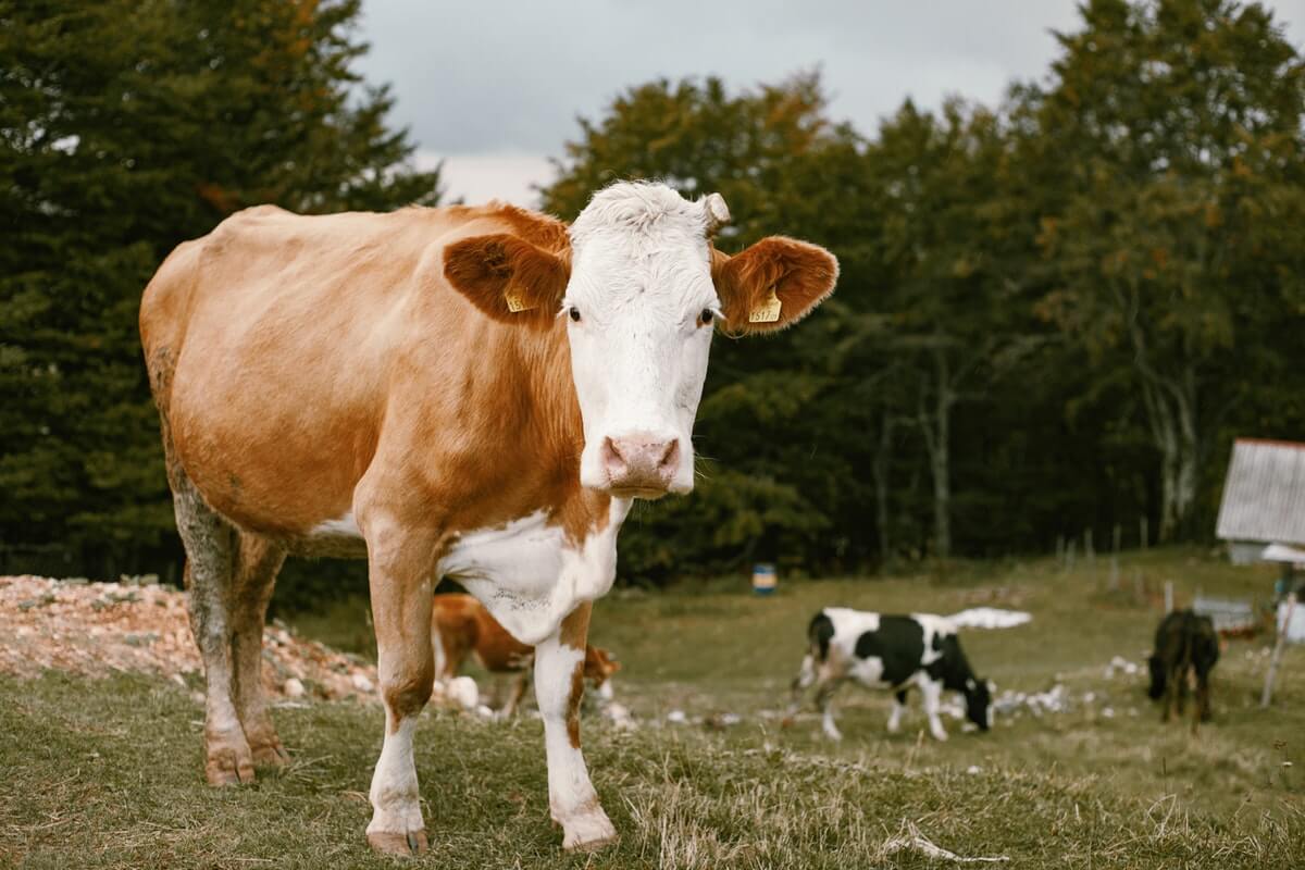 Cow in the meadow - animal protein powder is not so good for the environment